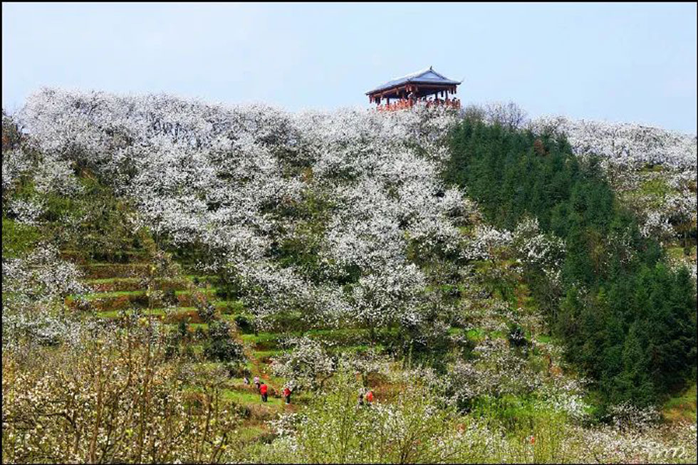 【春天,广西桂林灌阳县向您发出邀请!】我们在灌阳看梨花 - 游山玩水 - 黄山生活社区 - 黄山28生活网 huangshan.28life.com