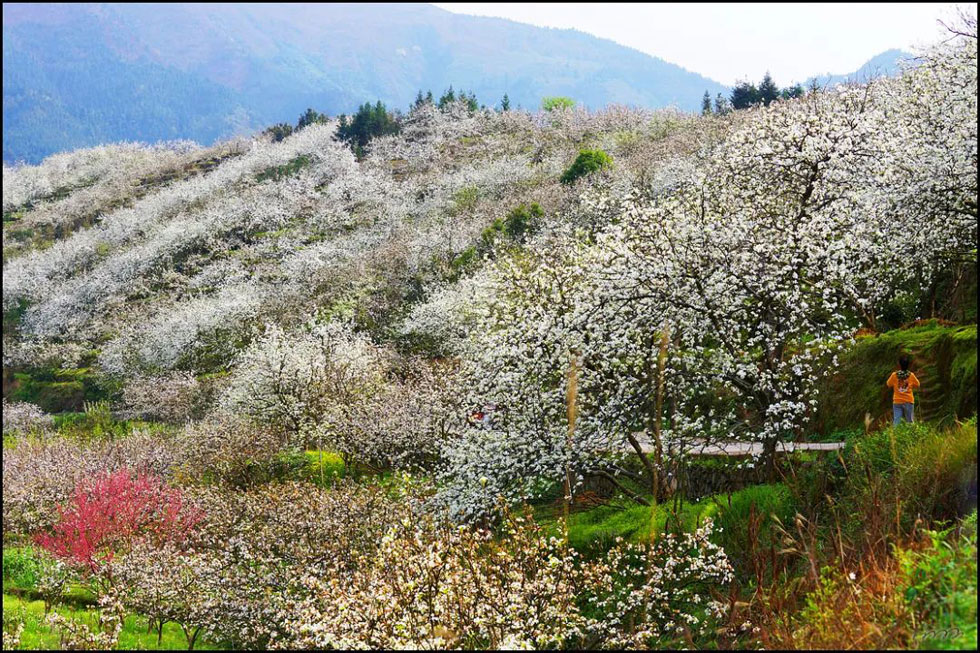 【春天,广西桂林灌阳县向您发出邀请!】我们在灌阳看梨花 - 游山玩水 - 黄山生活社区 - 黄山28生活网 huangshan.28life.com