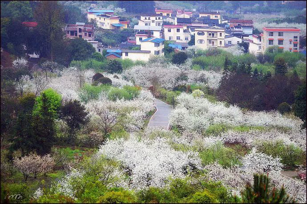 【春天,广西桂林灌阳县向您发出邀请!】我们在灌阳看梨花 - 游山玩水 - 黄山生活社区 - 黄山28生活网 huangshan.28life.com