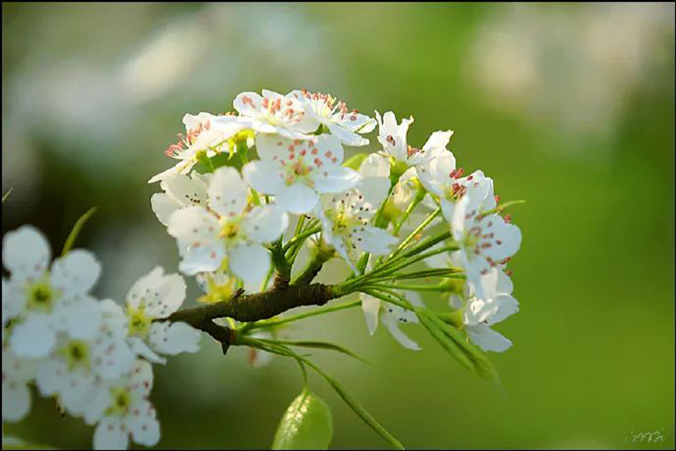 【春天,广西桂林灌阳县向您发出邀请!】我们在灌阳看梨花 - 游山玩水 - 黄山生活社区 - 黄山28生活网 huangshan.28life.com