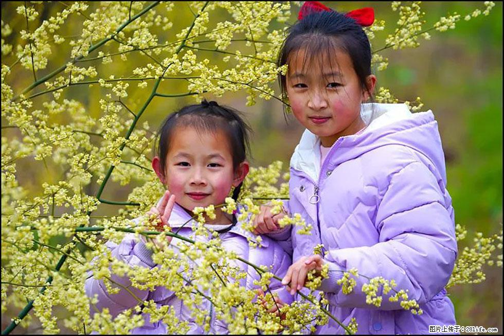 【春天,广西桂林灌阳县向您发出邀请!】米珠山前有片山苍子花在飘香 - 游山玩水 - 黄山生活社区 - 黄山28生活网 huangshan.28life.com