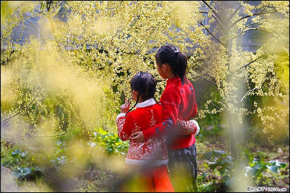 【春天,广西桂林灌阳县向您发出邀请!】米珠山前有片山苍子花在飘香 - 游山玩水 - 黄山生活社区 - 黄山28生活网 huangshan.28life.com