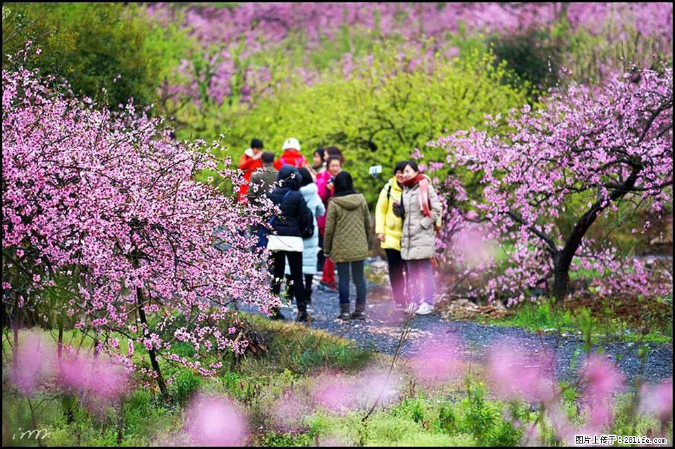 【春天,广西桂林灌阳县向您发出邀请!】官庄村有个醉美的桃花园 - 游山玩水 - 黄山生活社区 - 黄山28生活网 huangshan.28life.com
