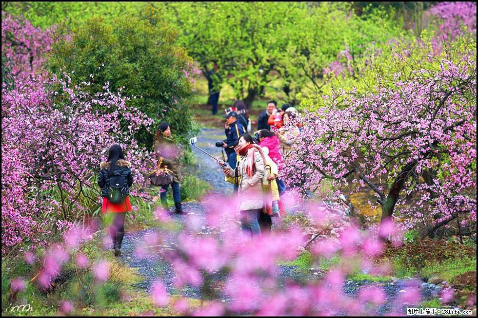 【春天,广西桂林灌阳县向您发出邀请!】官庄村有个醉美的桃花园 - 游山玩水 - 黄山生活社区 - 黄山28生活网 huangshan.28life.com