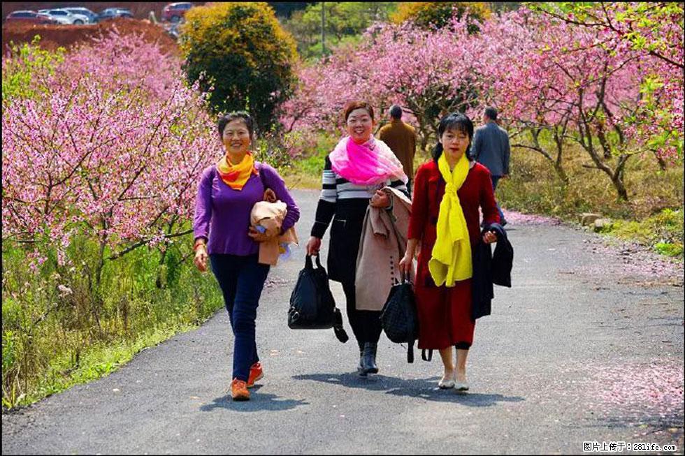 【春天,广西桂林灌阳县向您发出邀请!】官庄村有个醉美的桃花园 - 游山玩水 - 黄山生活社区 - 黄山28生活网 huangshan.28life.com