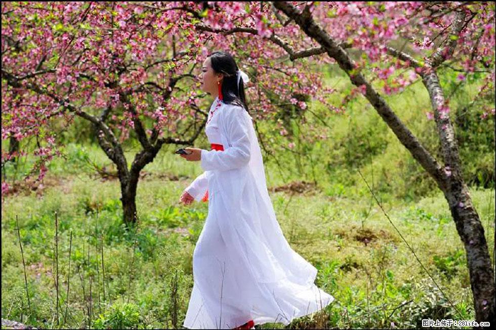 【春天,广西桂林灌阳县向您发出邀请!】官庄村有个醉美的桃花园 - 游山玩水 - 黄山生活社区 - 黄山28生活网 huangshan.28life.com