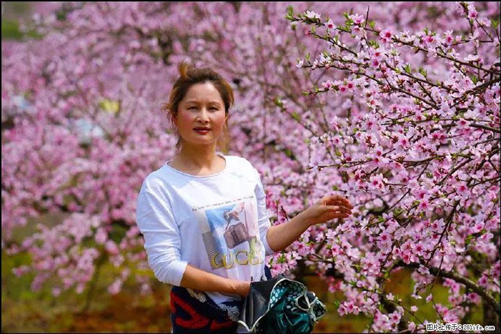【春天,广西桂林灌阳县向您发出邀请!】官庄村有个醉美的桃花园 - 游山玩水 - 黄山生活社区 - 黄山28生活网 huangshan.28life.com