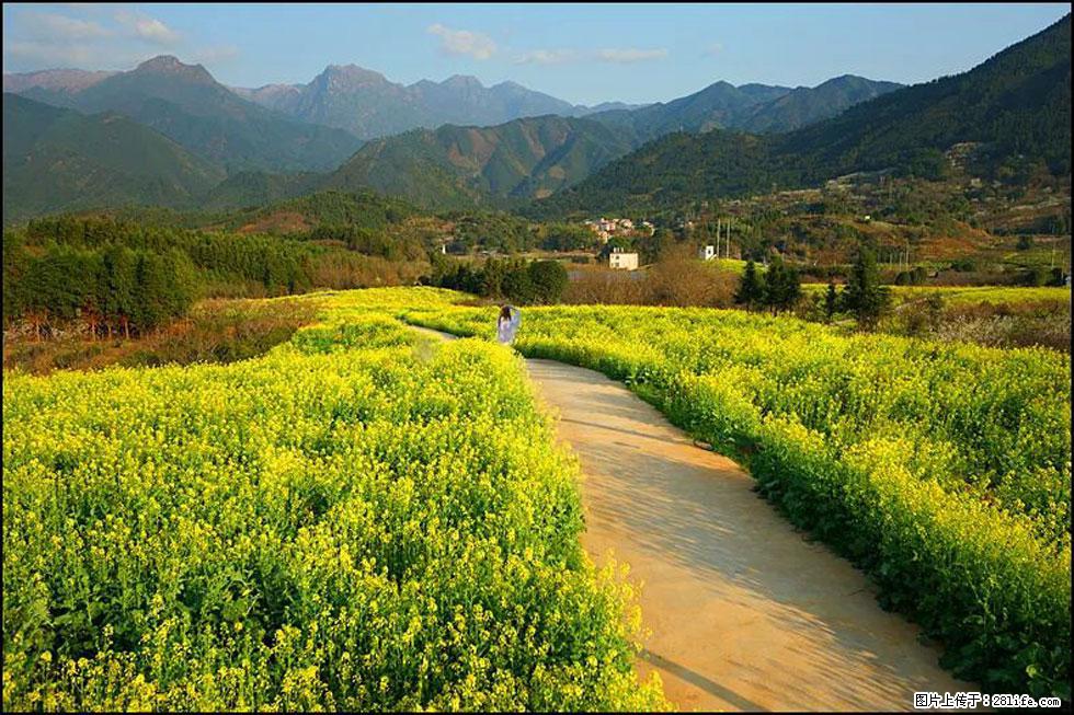 【春天,广西桂林灌阳县向您发出邀请!】长坪村油菜盛情花开 - 游山玩水 - 黄山生活社区 - 黄山28生活网 huangshan.28life.com