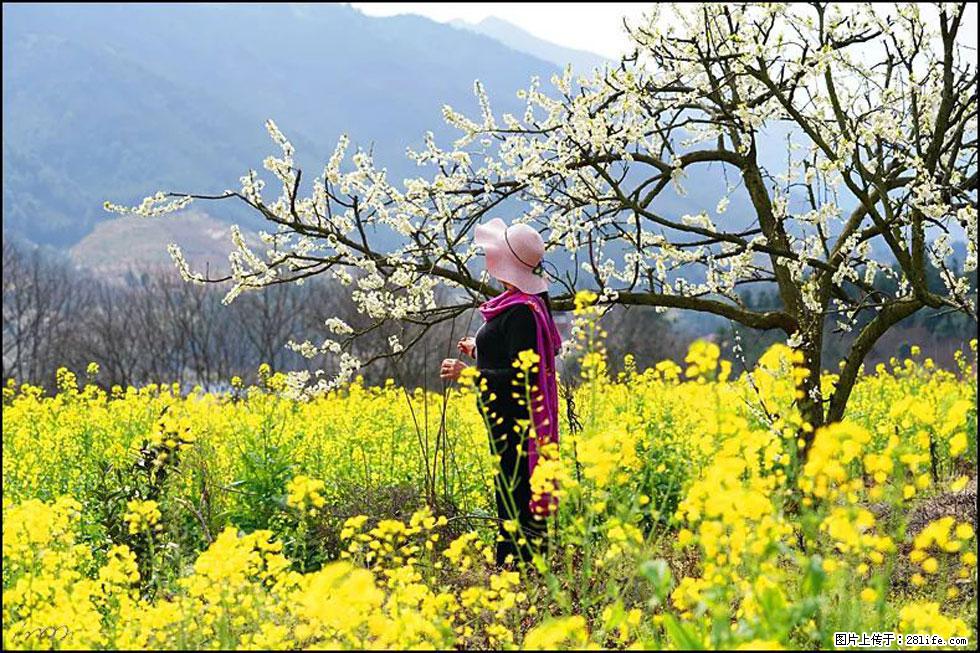 【春天,广西桂林灌阳县向您发出邀请!】长坪村油菜盛情花开 - 游山玩水 - 黄山生活社区 - 黄山28生活网 huangshan.28life.com