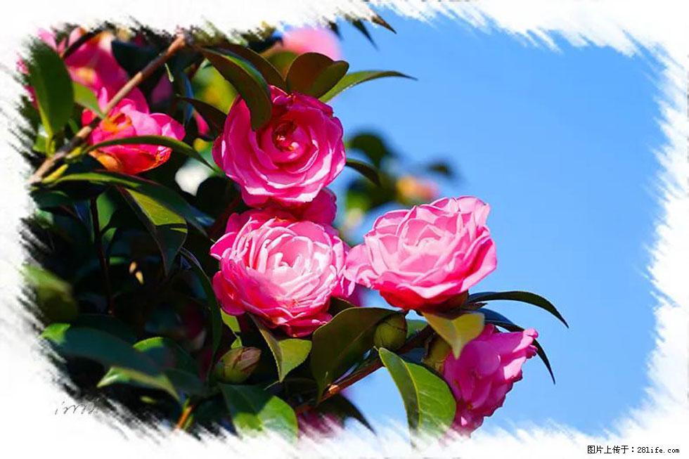 【春天,广西桂林灌阳县向您发出邀请!】杨柳井茶花惹人爱 - 游山玩水 - 黄山生活社区 - 黄山28生活网 huangshan.28life.com