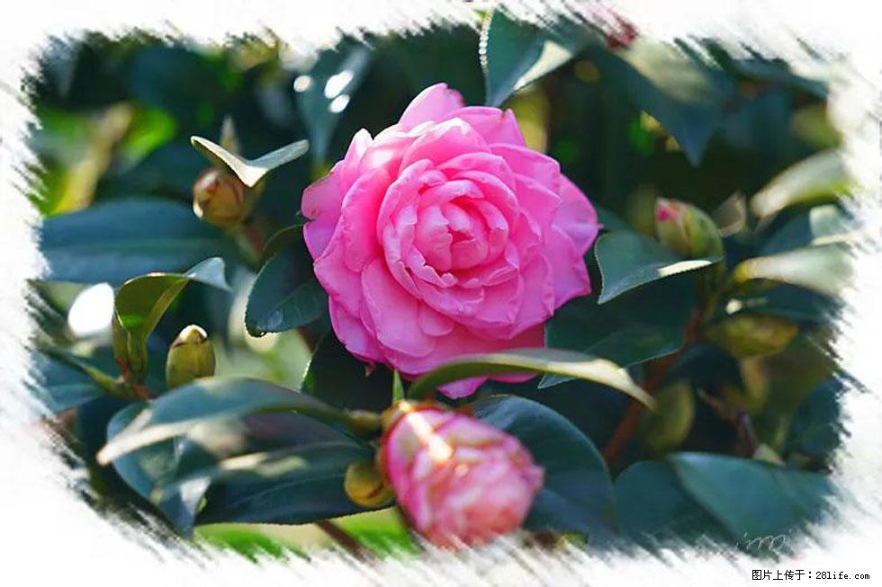 【春天,广西桂林灌阳县向您发出邀请!】杨柳井茶花惹人爱 - 游山玩水 - 黄山生活社区 - 黄山28生活网 huangshan.28life.com