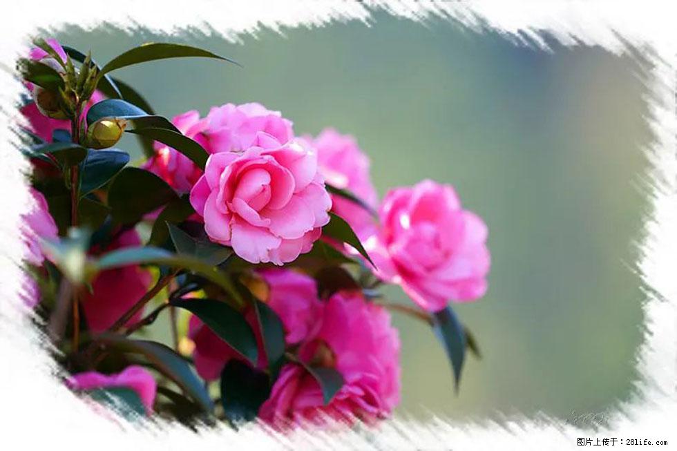 【春天,广西桂林灌阳县向您发出邀请!】杨柳井茶花惹人爱 - 游山玩水 - 黄山生活社区 - 黄山28生活网 huangshan.28life.com