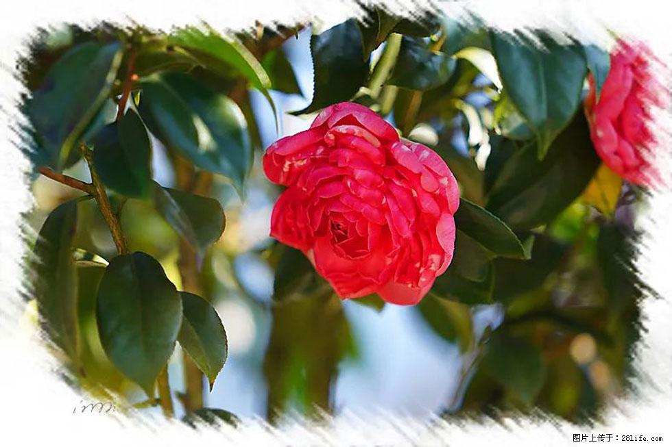【春天,广西桂林灌阳县向您发出邀请!】杨柳井茶花惹人爱 - 游山玩水 - 黄山生活社区 - 黄山28生活网 huangshan.28life.com