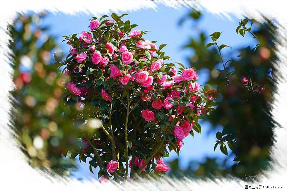 【春天,广西桂林灌阳县向您发出邀请!】杨柳井茶花惹人爱 - 游山玩水 - 黄山生活社区 - 黄山28生活网 huangshan.28life.com