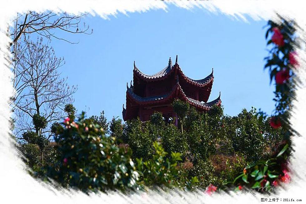【春天,广西桂林灌阳县向您发出邀请!】杨柳井茶花惹人爱 - 游山玩水 - 黄山生活社区 - 黄山28生活网 huangshan.28life.com
