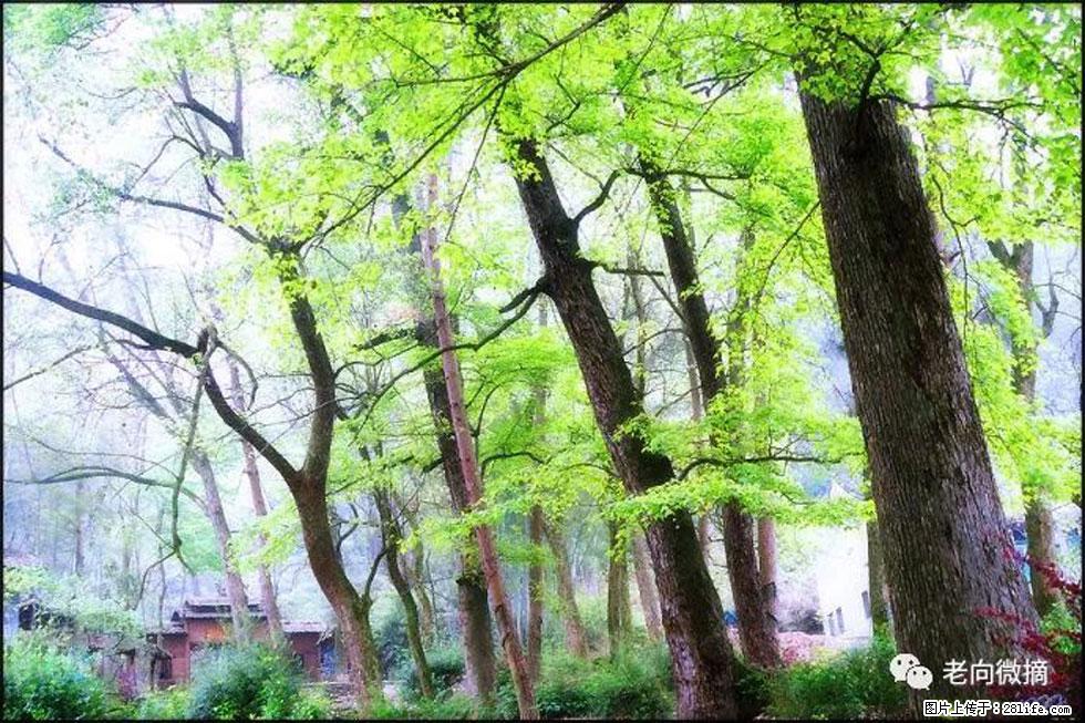 【春天,广西桂林灌阳县向您发出邀请!】在小龙村与春天约会 - 游山玩水 - 黄山生活社区 - 黄山28生活网 huangshan.28life.com