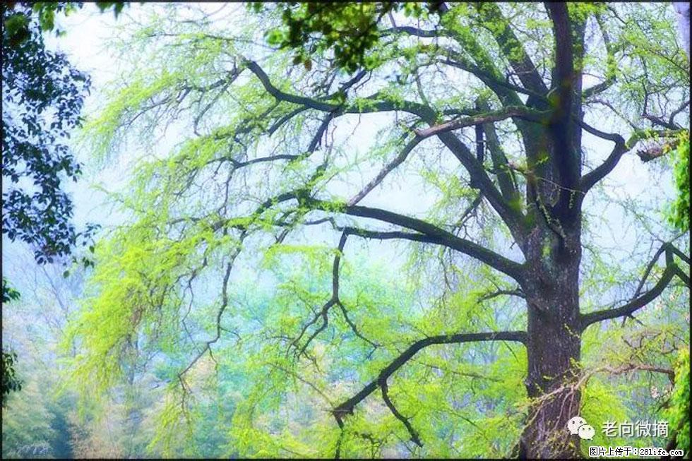 【春天,广西桂林灌阳县向您发出邀请!】在小龙村与春天约会 - 游山玩水 - 黄山生活社区 - 黄山28生活网 huangshan.28life.com