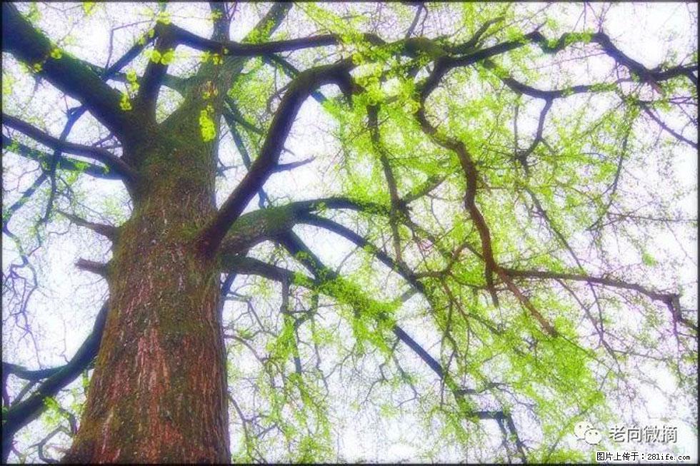 【春天,广西桂林灌阳县向您发出邀请!】在小龙村与春天约会 - 游山玩水 - 黄山生活社区 - 黄山28生活网 huangshan.28life.com