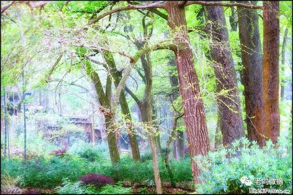 【春天,广西桂林灌阳县向您发出邀请!】在小龙村与春天约会 - 游山玩水 - 黄山生活社区 - 黄山28生活网 huangshan.28life.com