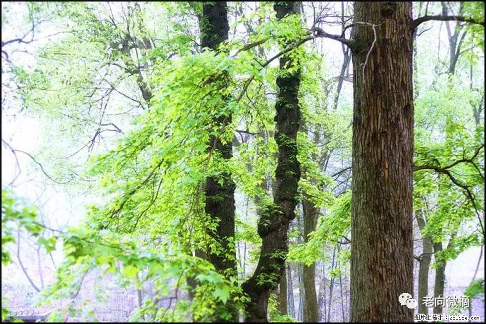 【春天,广西桂林灌阳县向您发出邀请!】在小龙村与春天约会 - 游山玩水 - 黄山生活社区 - 黄山28生活网 huangshan.28life.com