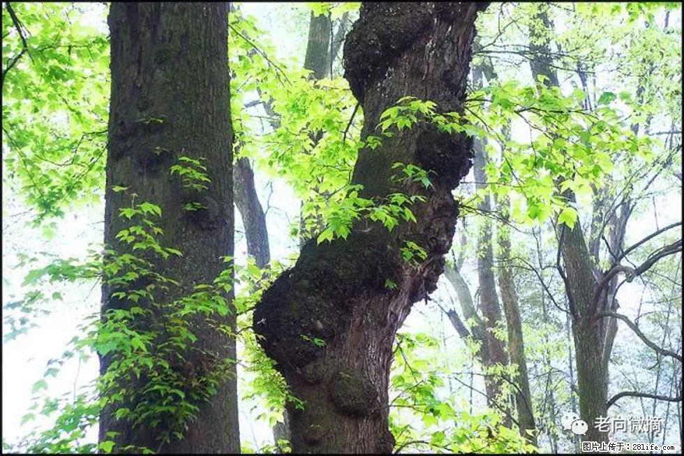 【春天,广西桂林灌阳县向您发出邀请!】在小龙村与春天约会 - 游山玩水 - 黄山生活社区 - 黄山28生活网 huangshan.28life.com