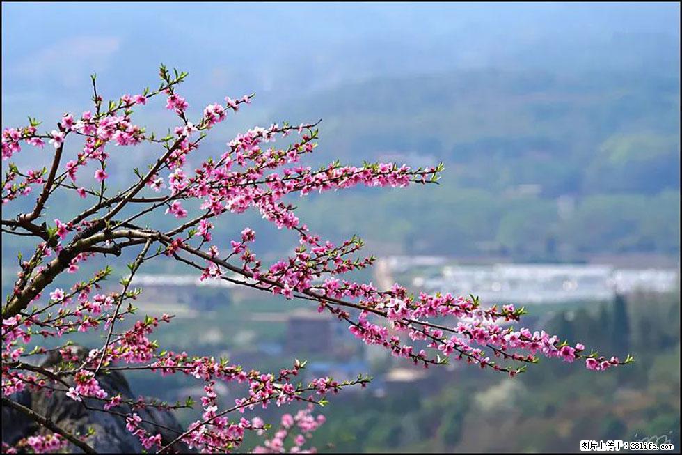 【春天,广西桂林灌阳县向您发出邀请!】望月岭上桃花开 - 游山玩水 - 黄山生活社区 - 黄山28生活网 huangshan.28life.com