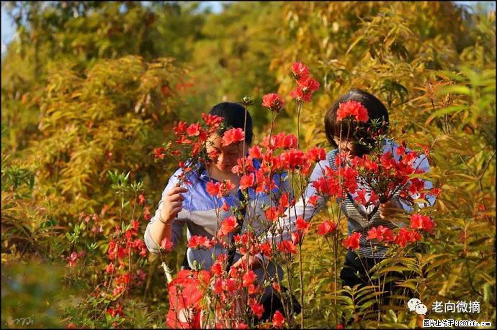 【春天，广西桂林灌阳县向您发出邀请！】登麒麟山，相约映山红 - 游山玩水 - 黄山生活社区 - 黄山28生活网 huangshan.28life.com