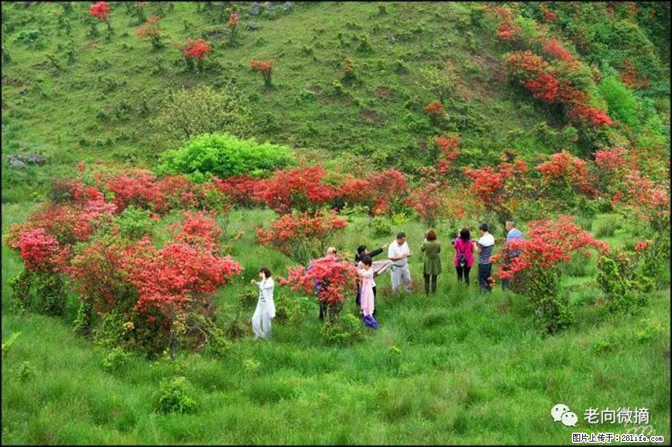 【春天，广西桂林灌阳县向您发出邀请！】宝盖山上映山红 - 游山玩水 - 黄山生活社区 - 黄山28生活网 huangshan.28life.com