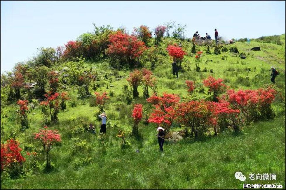 【春天,广西桂林灌阳县向您发出邀请!】宝盖山上映山红 - 游山玩水 - 黄山生活社区 - 黄山28生活网 huangshan.28life.com