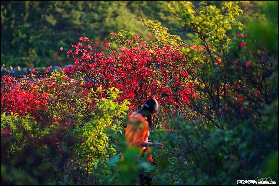 【春天,广西桂林灌阳县向您发出邀请!】春木界上映山红 - 游山玩水 - 黄山生活社区 - 黄山28生活网 huangshan.28life.com