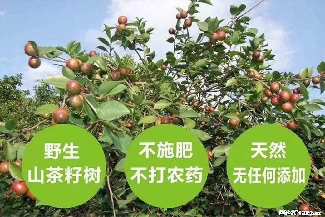 【灌阳县油茶产业示范区】一个有着充实的精神生活的人，对待身外之物自会有一种淡泊的态度 - 土特产 - 饮食特产 - 黄山分类信息 - 黄山28生活网 huangshan.28life.com