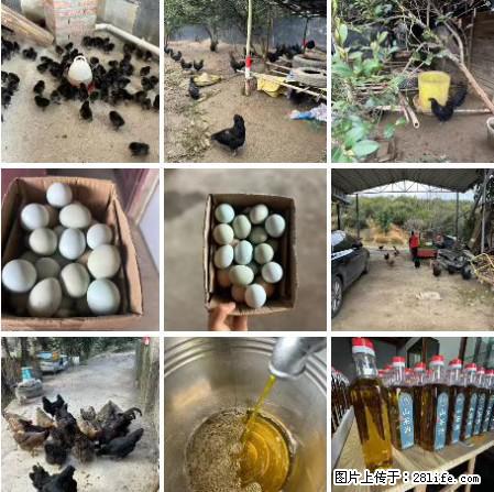 油茶园从小鸡仔开始养起的纯土鸡、土鸡蛋可以预定啦!还有前几天刚榨的纯山茶油哦 - 美食天地 - 黄山生活社区 - 黄山28生活网 huangshan.28life.com