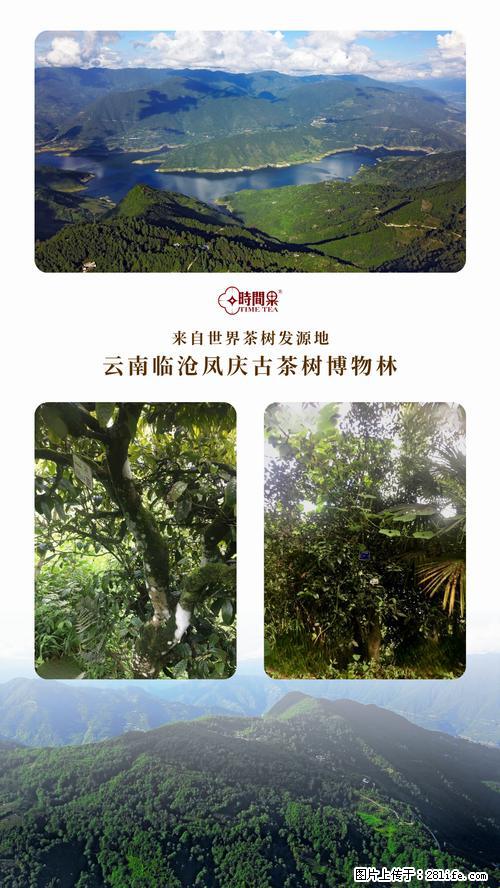 时间果百年古树2025年春红茶 - 购物交流 - 黄山生活社区 - 黄山28生活网 huangshan.28life.com