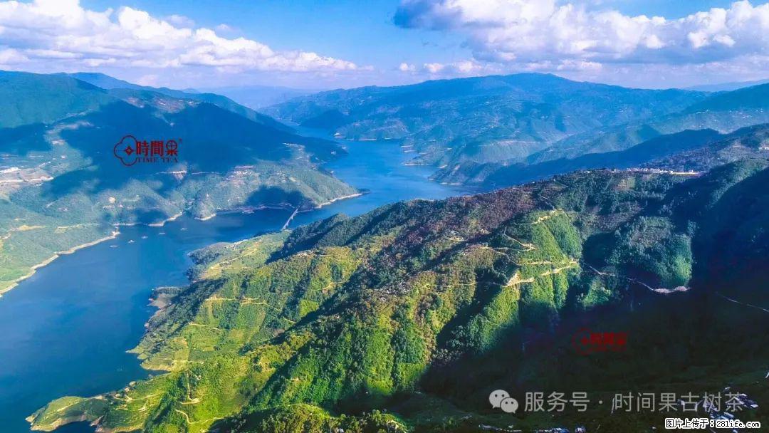 时间果百年古树龙珠普洱生茶 - 购物交流 - 黄山生活社区 - 黄山28生活网 huangshan.28life.com