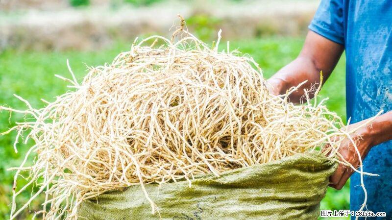 堪称“最难吃”的蔬菜，却是 “抗辐射神器”，还能护肺、清热、止咳化痰！ - 黄山生活资讯 - 黄山28生活网 huangshan.28life.com