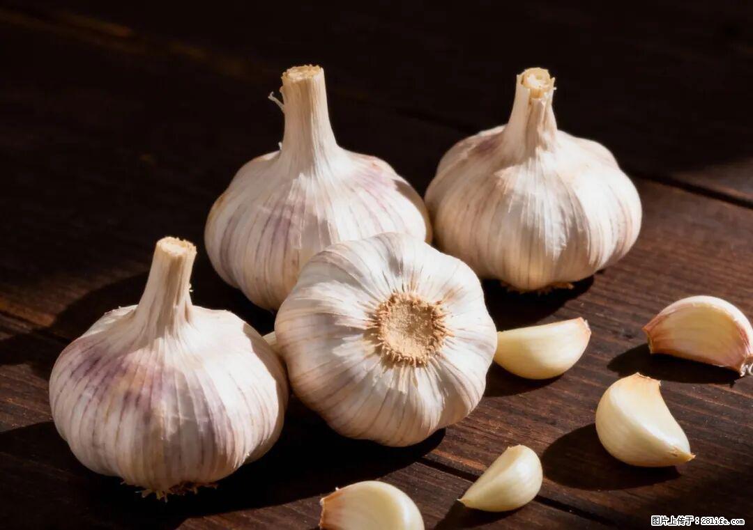 关于大蒜，除了“天然抗生素”，这4个谣言更该警惕! - 黄山生活资讯 - 黄山28生活网 huangshan.28life.com