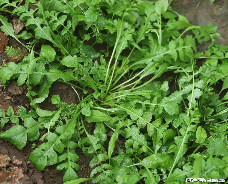 这些蔬菜是“天然钙片”，这6种被医生重点推荐 - 黄山生活资讯 - 黄山28生活网 huangshan.28life.com