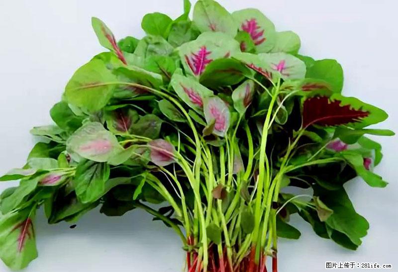 这些蔬菜是“天然钙片”，这6种被医生重点推荐 - 黄山生活资讯 - 黄山28生活网 huangshan.28life.com