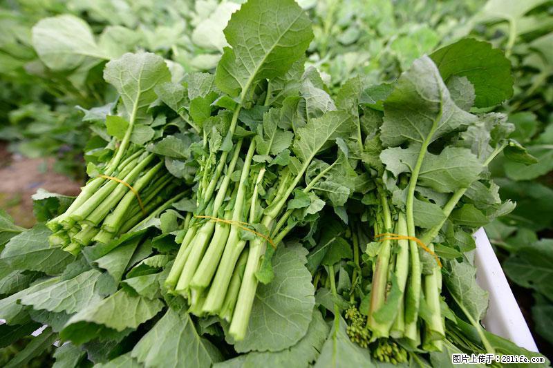 这些蔬菜是“天然钙片”，这6种被医生重点推荐 - 黄山生活资讯 - 黄山28生活网 huangshan.28life.com